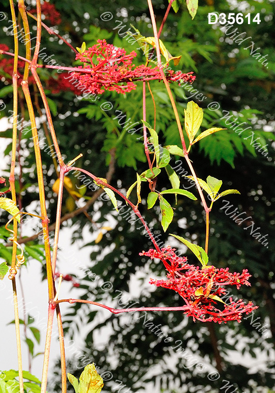 Cissus erosa (Vitaceae)